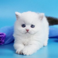 British SBR Viscount