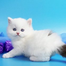 British SBR Viscount