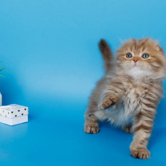 Scottish SBR Lemiana