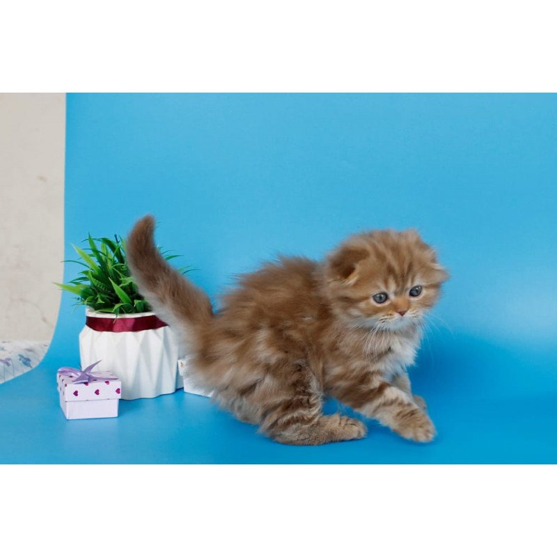 Scottish SBR Lemiana