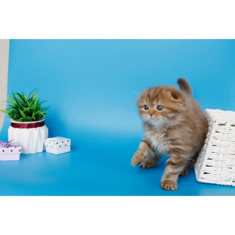 Scottish SBR Lemiana