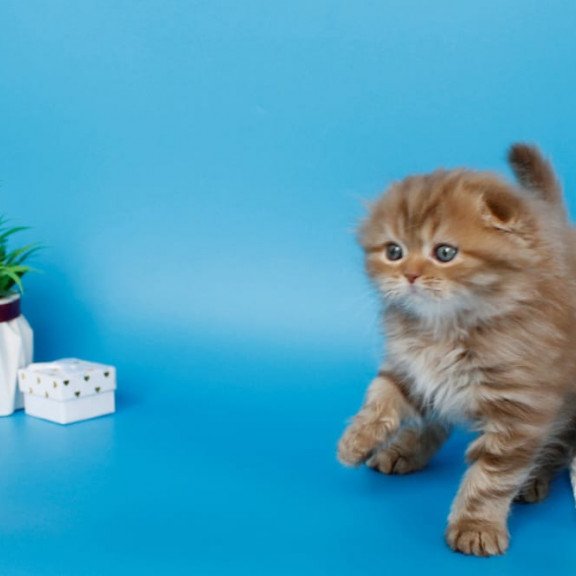 Scottish SBR Lemiana