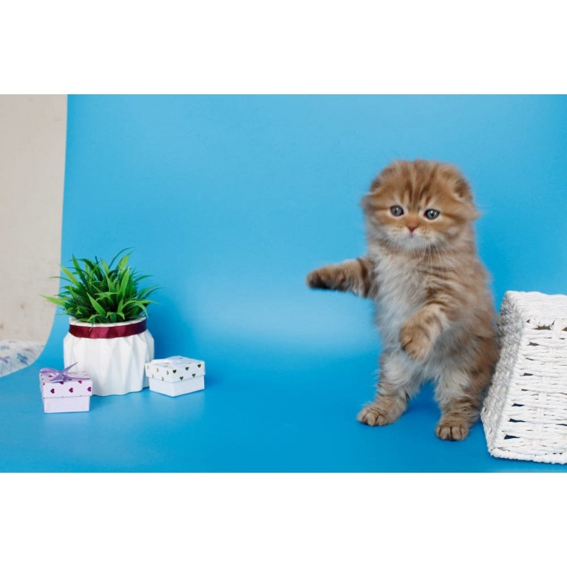 Scottish SBR Lemiana