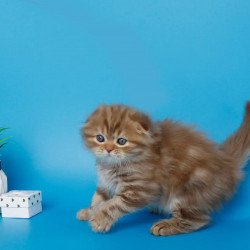 Scottish SBR Lemiana