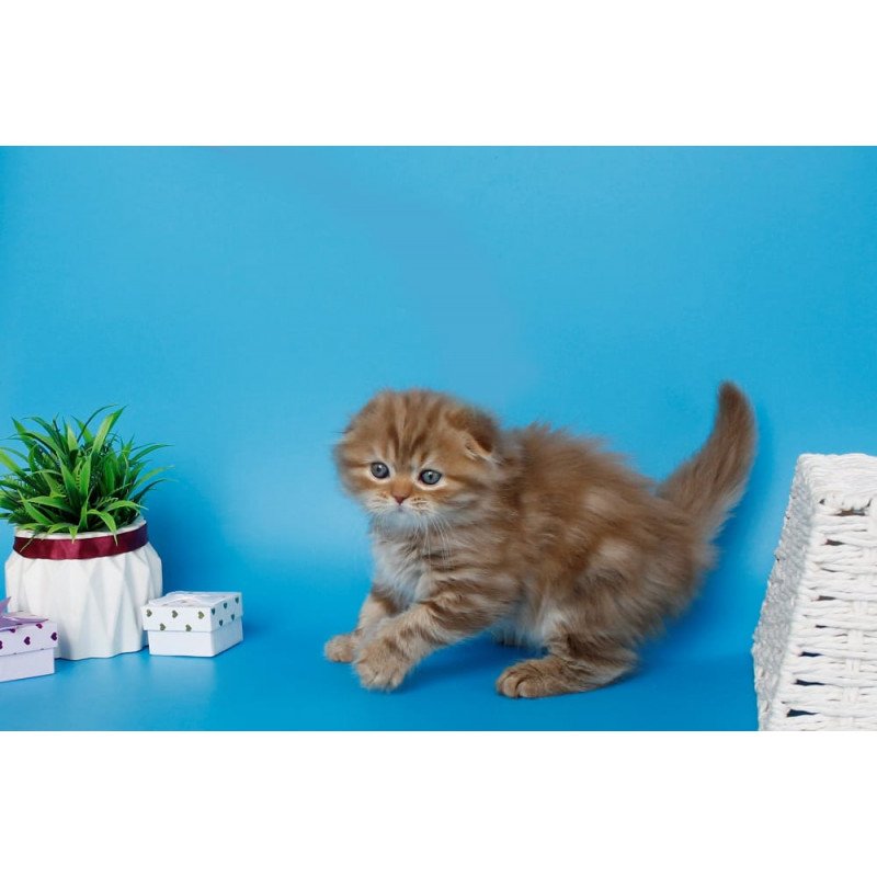 Scottish SBR Lemiana