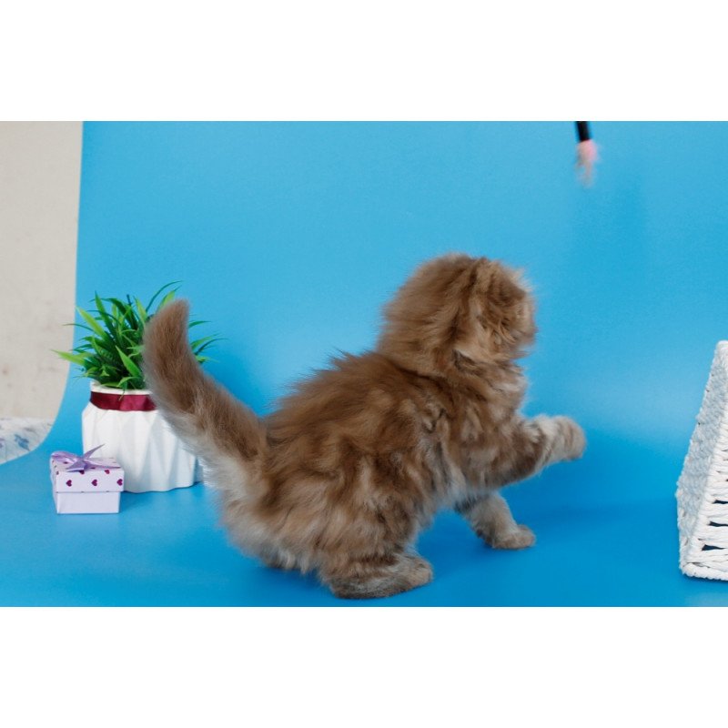 Scottish SBR Lemiana