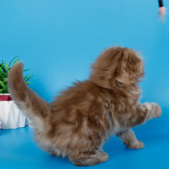 Scottish SBR Lemiana