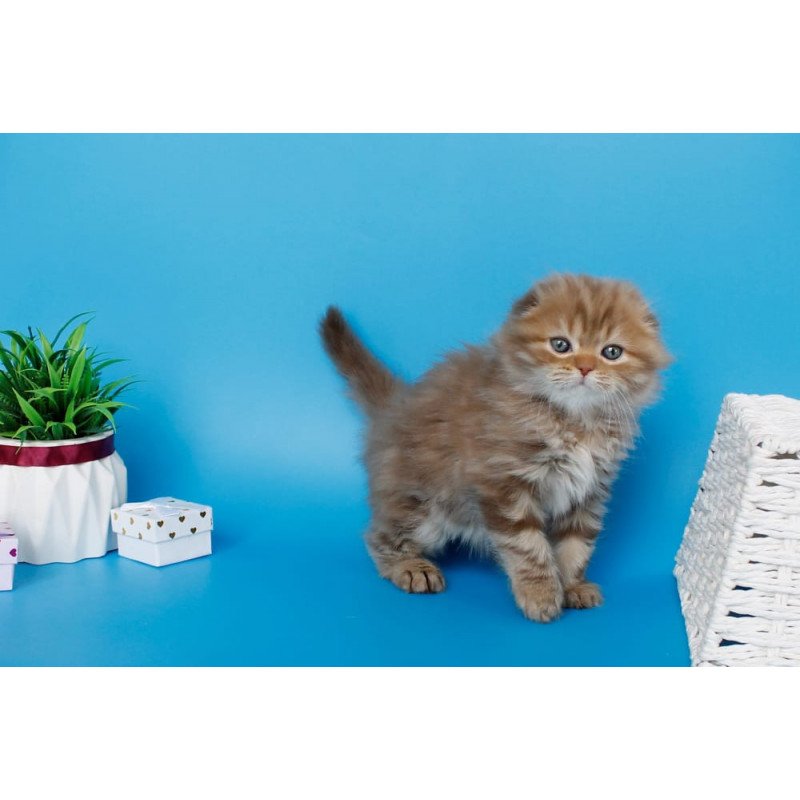 Scottish SBR Lemiana