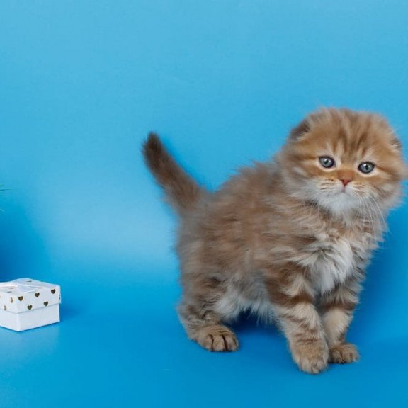 Scottish SBR Lemiana