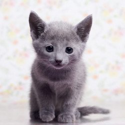 Russian Blue SBR Govor