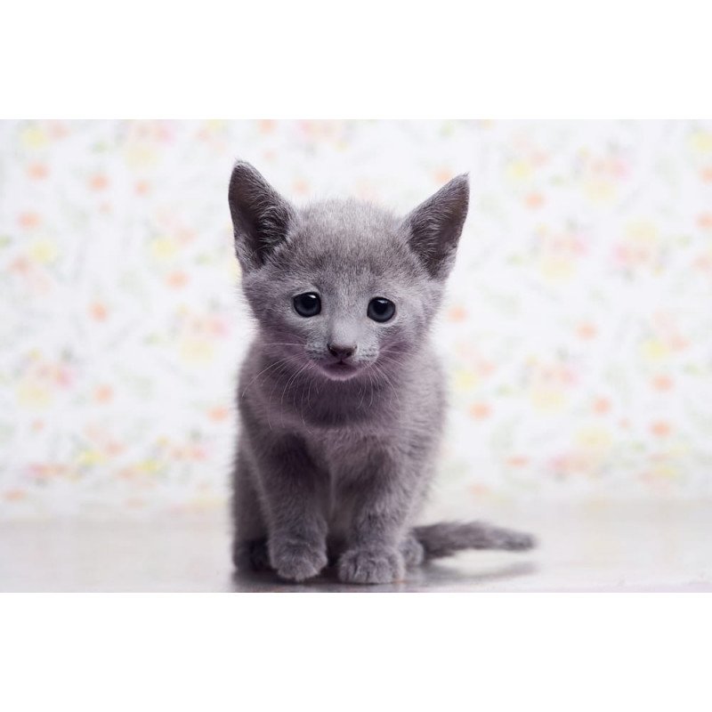 Russian Blue SBR Govor