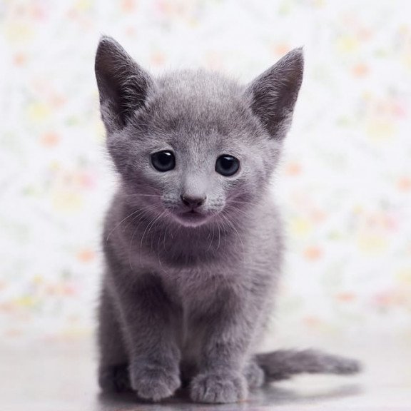 Russian Blue SBR Govor