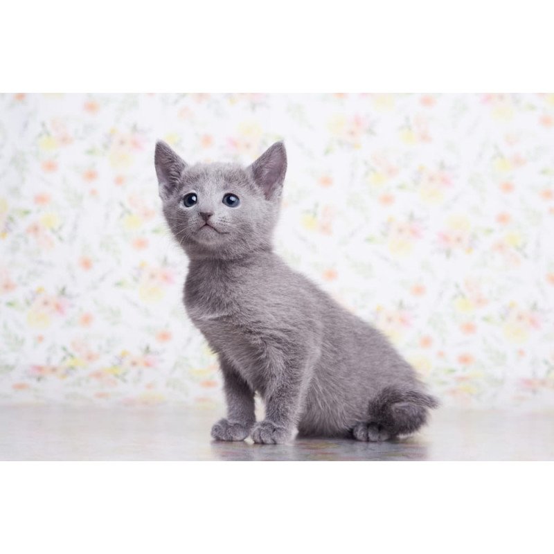 Russian Blue SBR Govor
