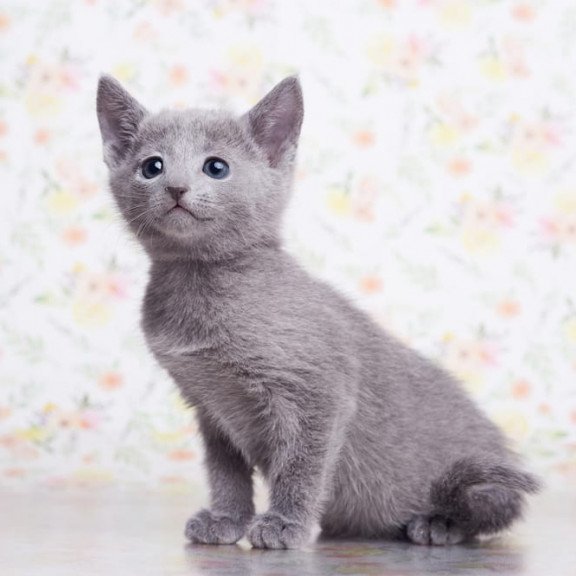 Russian Blue SBR Govor