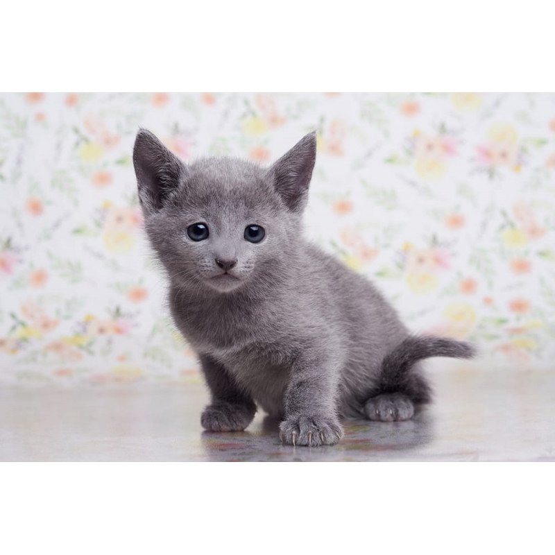 Russian Blue SBR Govor