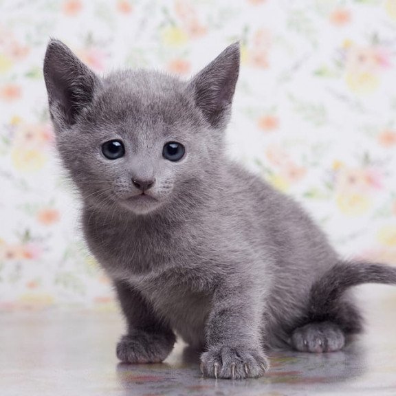 Russian Blue SBR Govor