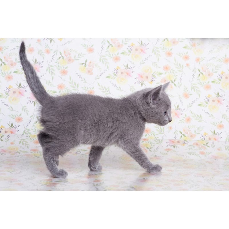 Russian Blue SBR Govor