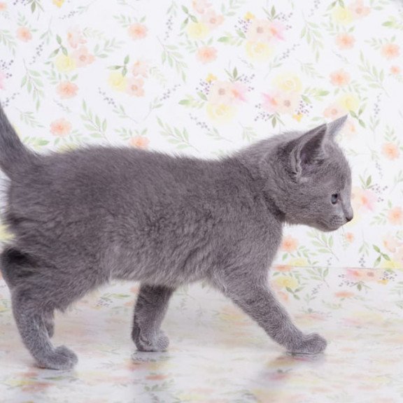 Russian Blue SBR Govor
