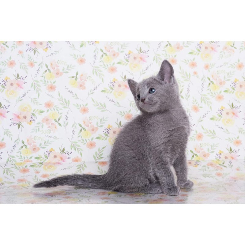 Russian Blue SBR Govor