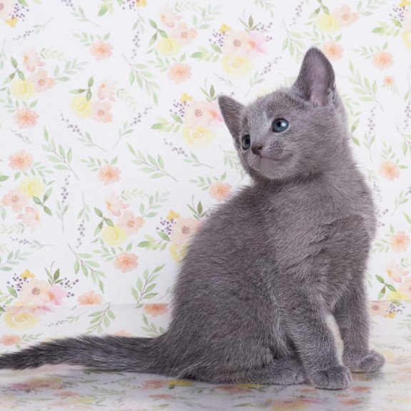 Russian Blue SBR Govor