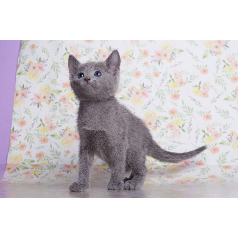 Russian Blue SBR Florens
