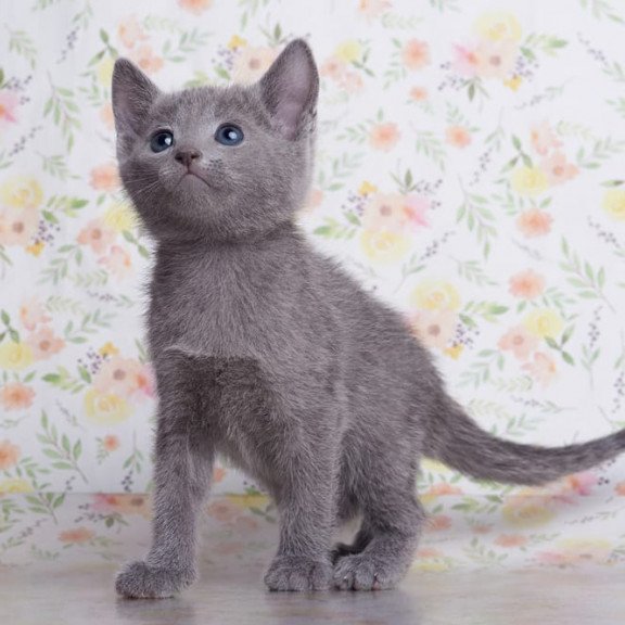 Russian Blue SBR Florens
