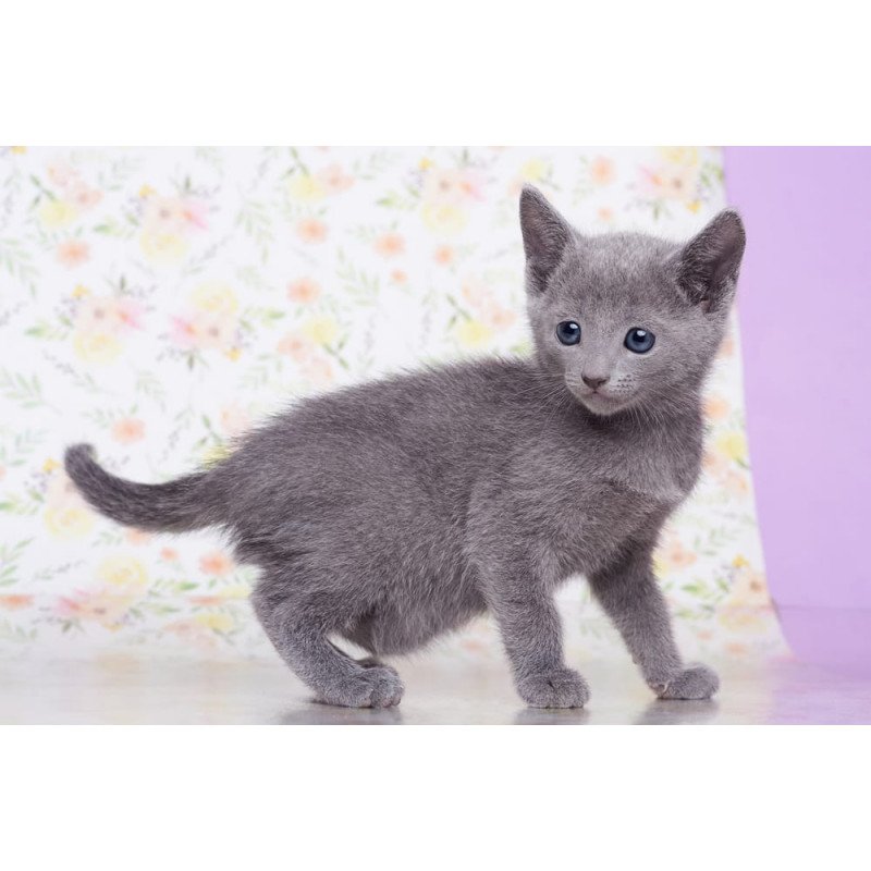 Russian Blue SBR Florens