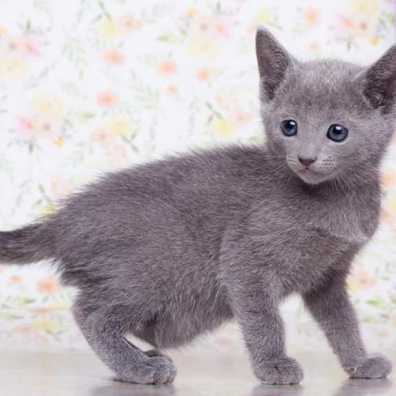 Russian Blue SBR Florens