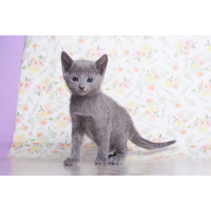 Russian Blue SBR Florens