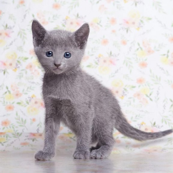 Russian Blue SBR Florens