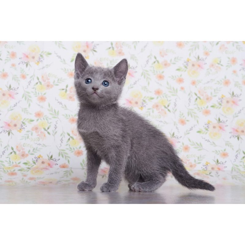 Russian Blue SBR Florens