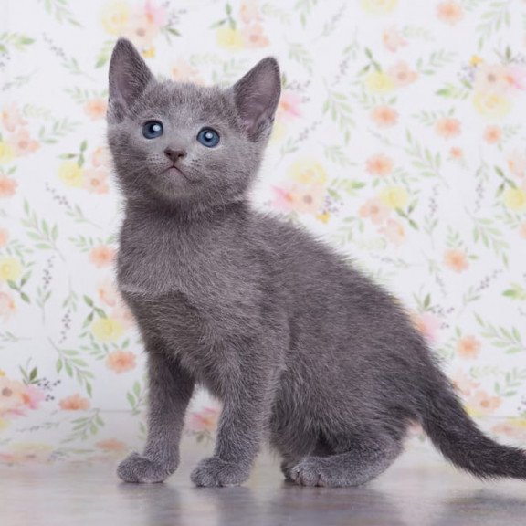 Russian Blue SBR Florens