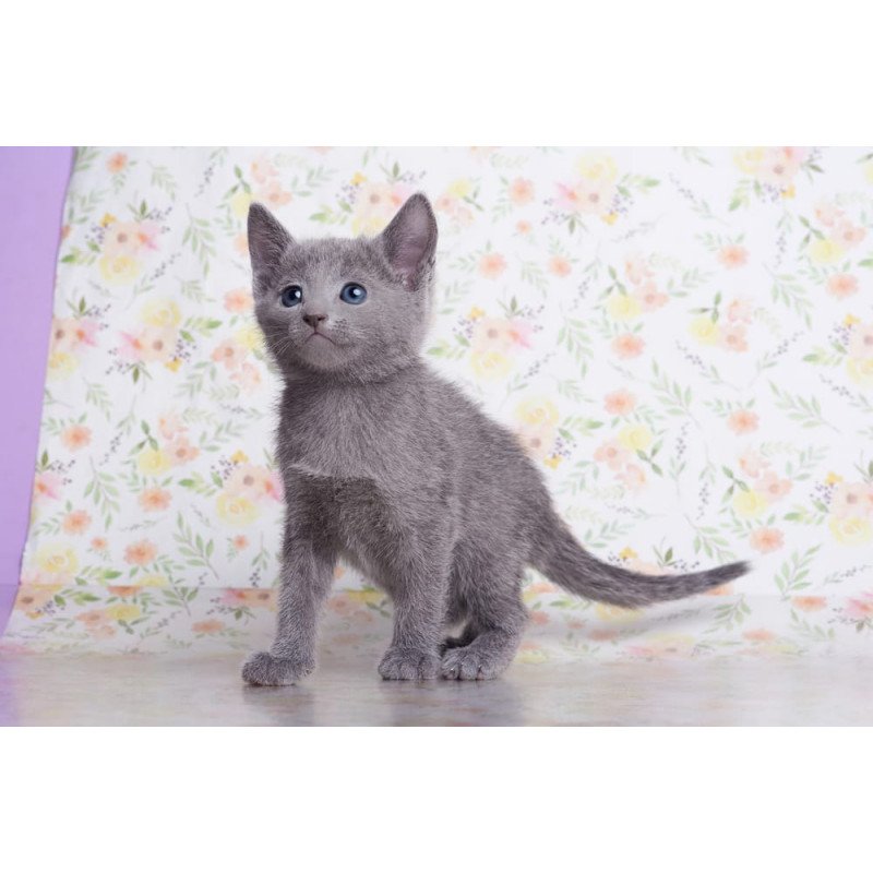 Russian Blue SBR Florens
