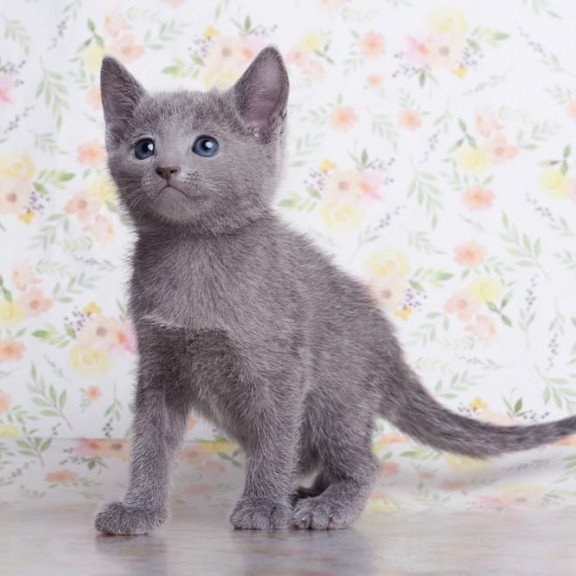 Russian Blue SBR Florens