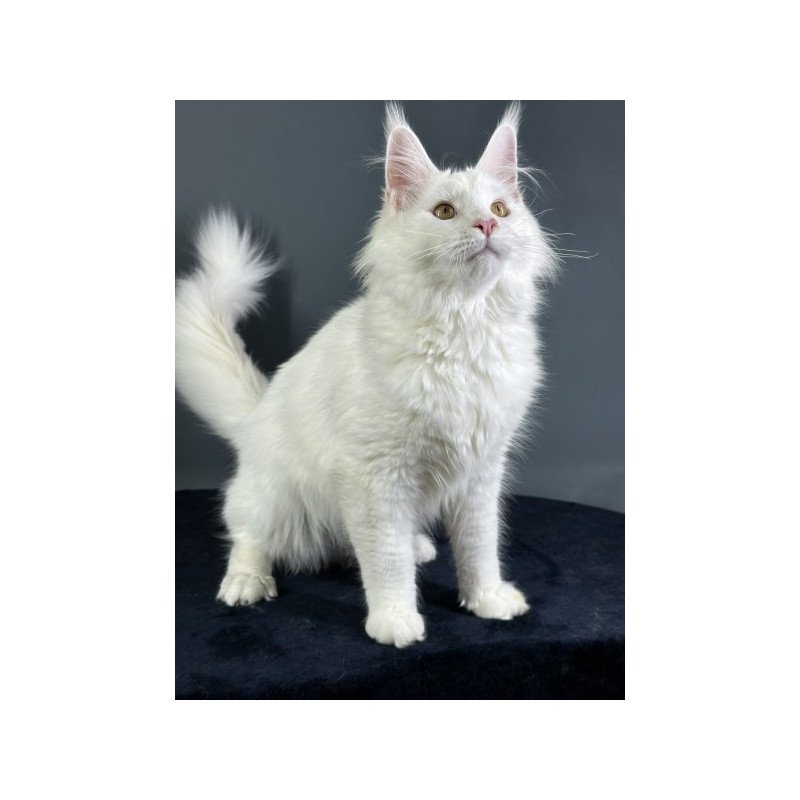 Maine Coon Alva Xever