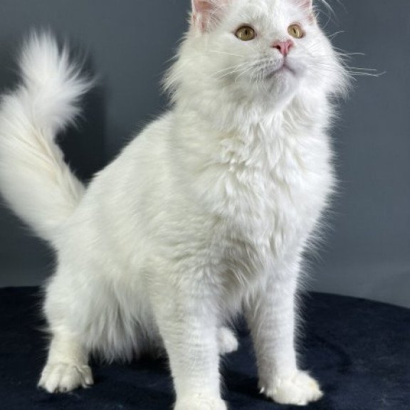 Maine Coon Alva Xever