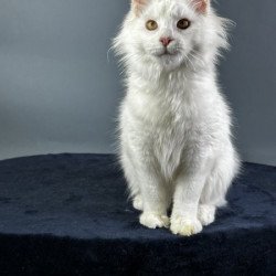 Maine Coon Alva Xever