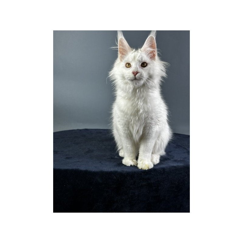 Maine Coon Alva Xever