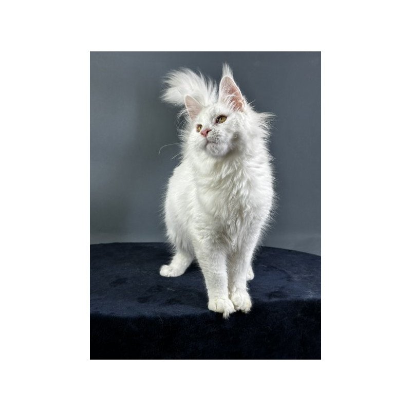Maine Coon Alva Xever