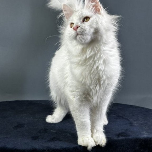 Maine Coon Alva Xever