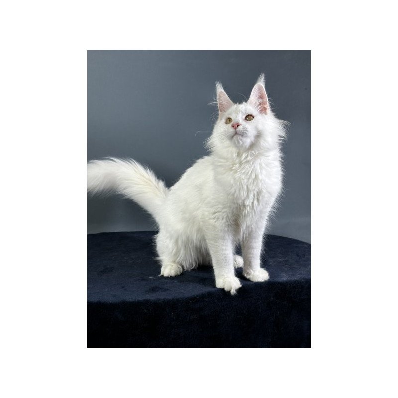 Maine Coon Alva Xever
