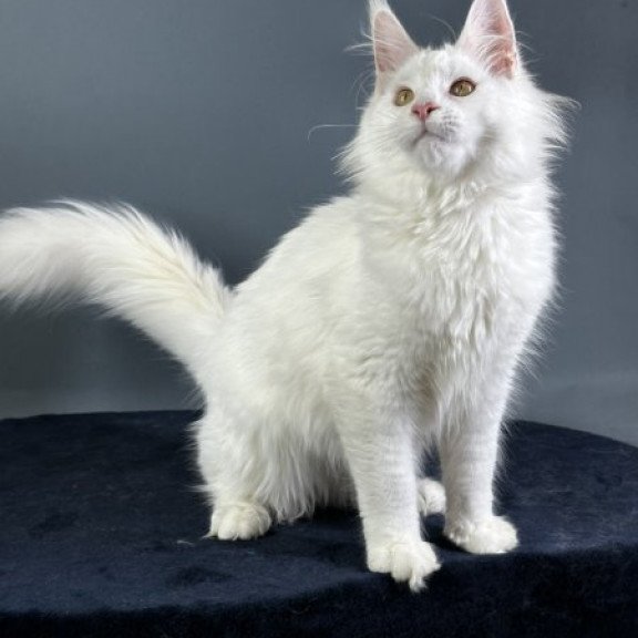 Maine Coon Alva Xever