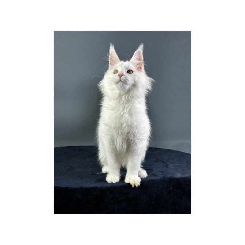 Maine Coon Alva Xever