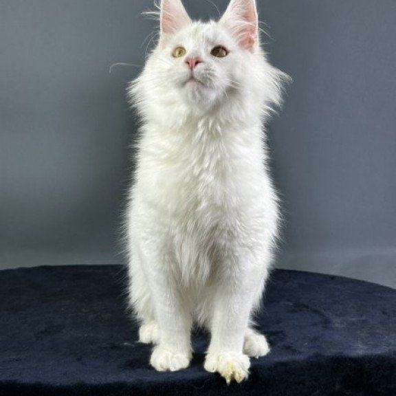 Maine Coon Alva Xever