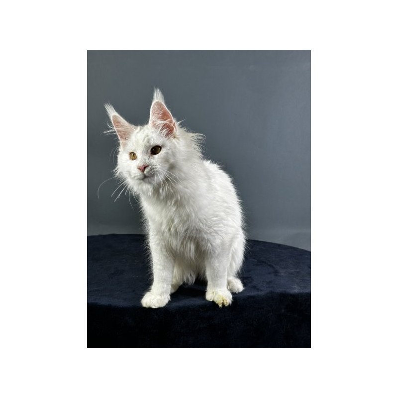 Maine Coon Alva Xever