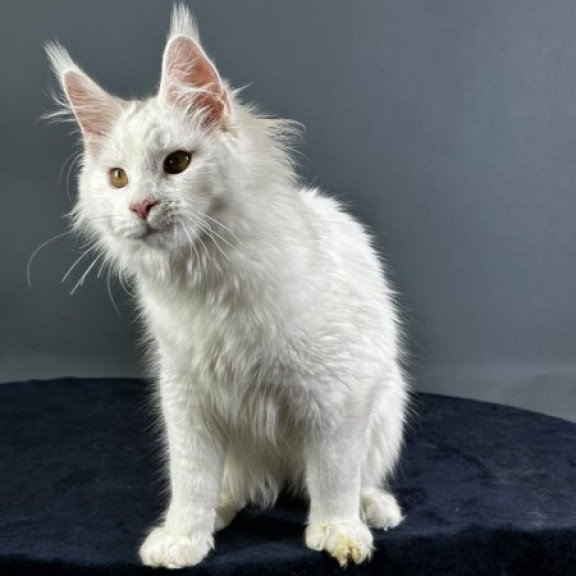 Maine Coon Alva Xever