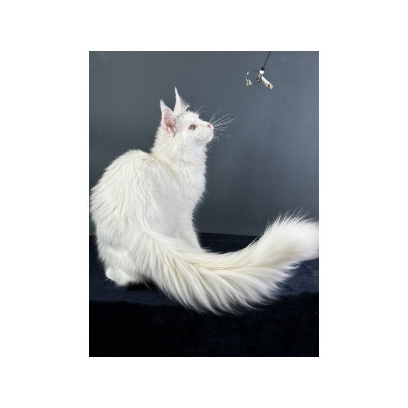 Maine Coon Alva Xever