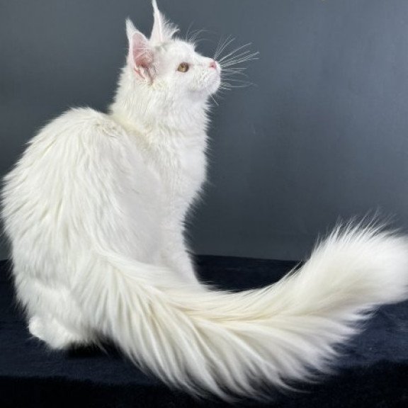 Maine Coon Alva Xever