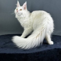 Maine Coon Alva Xever