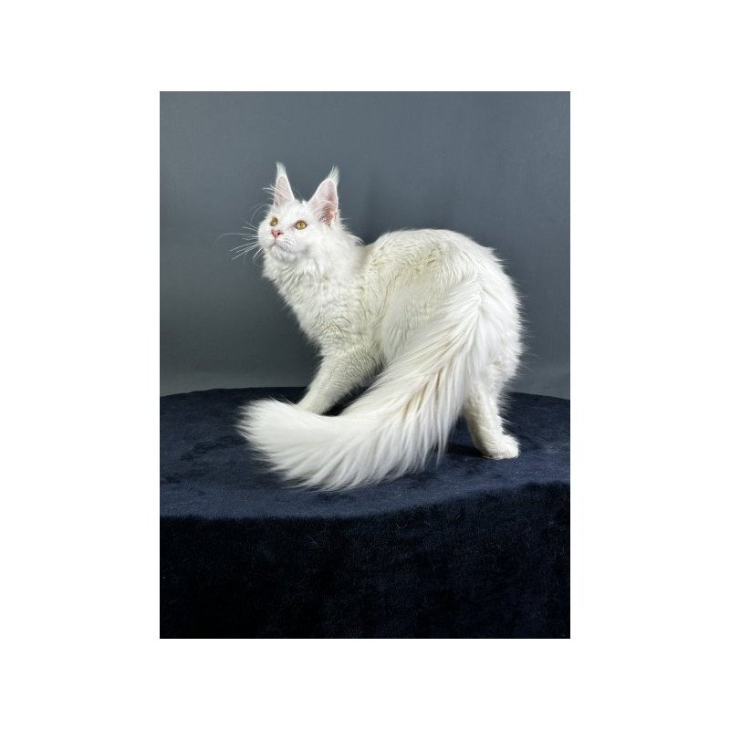 Maine Coon Alva Xever